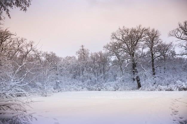 Hermoso paisaje nevado de invierno en el parque