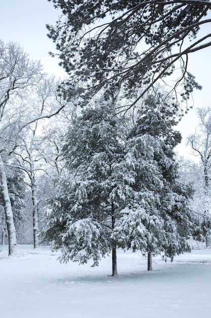 Hermoso paisaje nevado de invierno en el parque