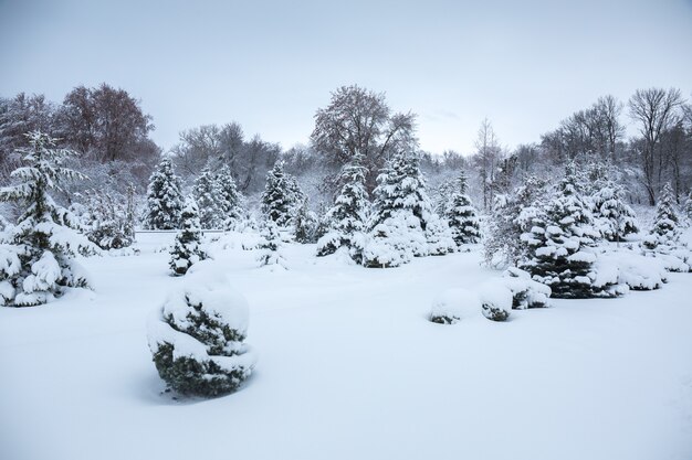 Hermoso paisaje nevado de invierno en el parque