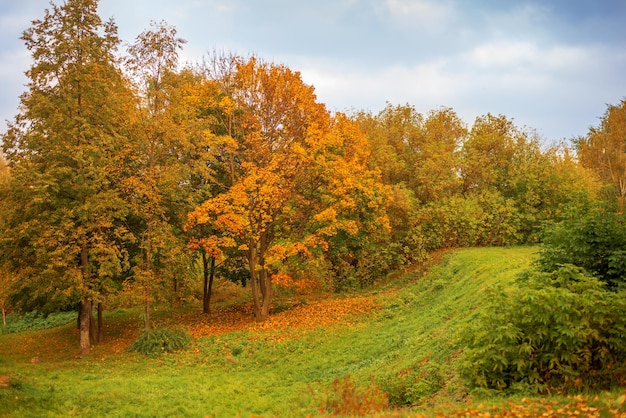 Hermoso paisaje otoñal árboles amarillos y hierba verde