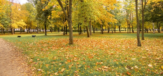 Hermoso paisaje otoñal con árboles