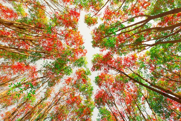 Hermoso paisaje otoñal de un bosque pintoresco, árboles coloridos de otoño en el bosque