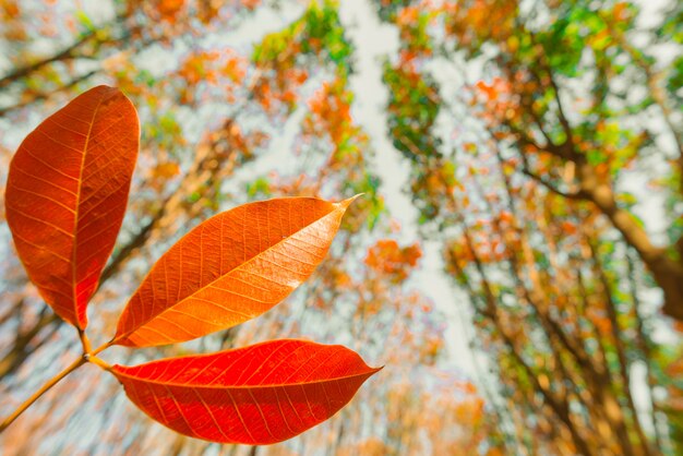 Hermoso paisaje otoñal de un bosque pintoresco, árboles coloridos de otoño en el bosque