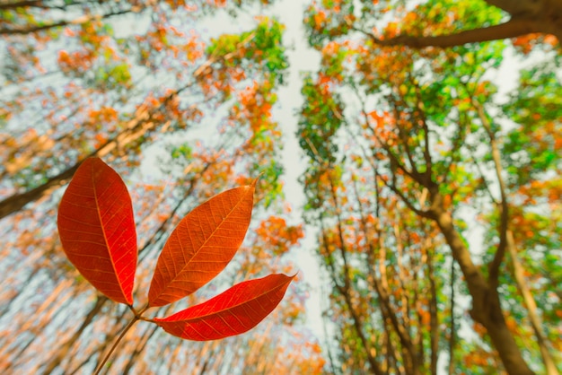 Hermoso paisaje otoñal de un bosque pintoresco, árboles coloridos de otoño en el bosque