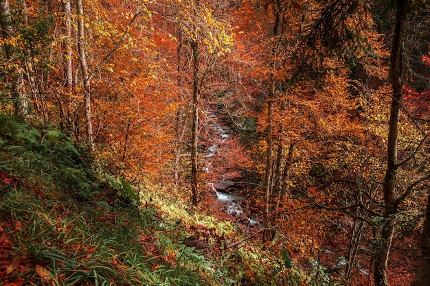 Hermoso paisaje otoñal con un camino forestal