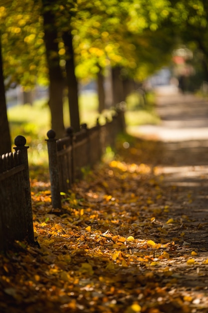 Hermoso paisaje otoñal en la ciudad, otoño, luz del sol, hojas amarillas