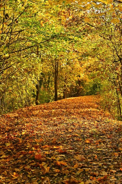 Hermoso paisaje otoñal Fondo colorido natural