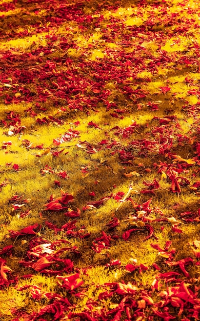 Hermoso paisaje otoñal fondo vintage naturaleza escena en temporada de otoño