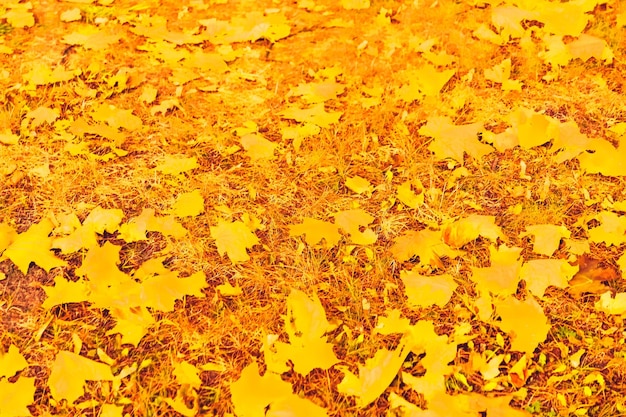 Foto hermoso paisaje otoñal fondo vintage naturaleza escena en temporada de otoño
