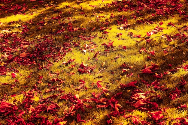 Hermoso paisaje otoñal fondo vintage naturaleza escena en temporada de otoño