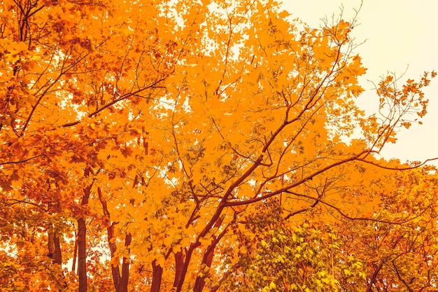 Hermoso paisaje otoñal fondo vintage naturaleza escena en temporada de otoño