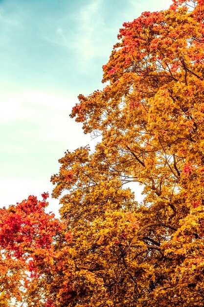 Hermoso paisaje otoñal fondo vintage naturaleza escena en temporada de otoño