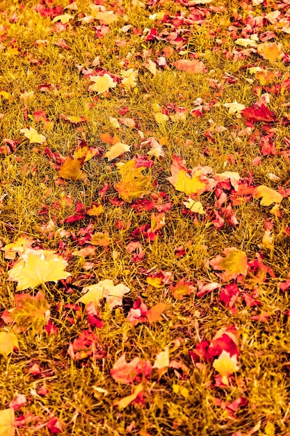 Hermoso paisaje otoñal fondo vintage naturaleza escena en temporada de otoño