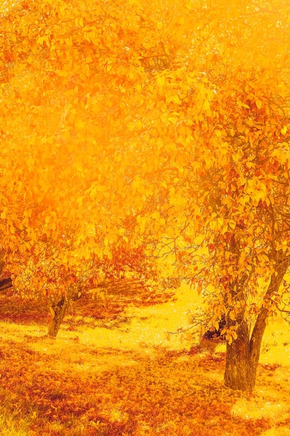 Hermoso paisaje otoñal fondo vintage naturaleza escena en temporada de otoño