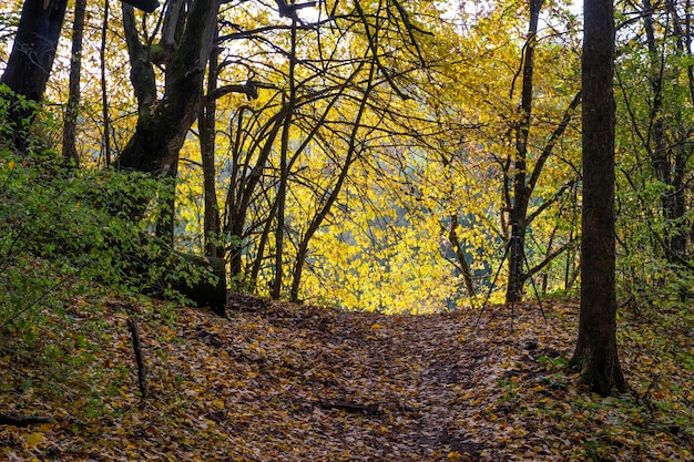 Hermoso paisaje otoñal Hojas caídas en un camino en el bosque Un paseo por el bosque en otoño Hojas caídas multicolores en el fondo del suelo