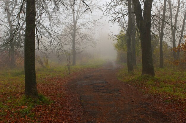 Hermoso paisaje otoñal. Parque brumoso.