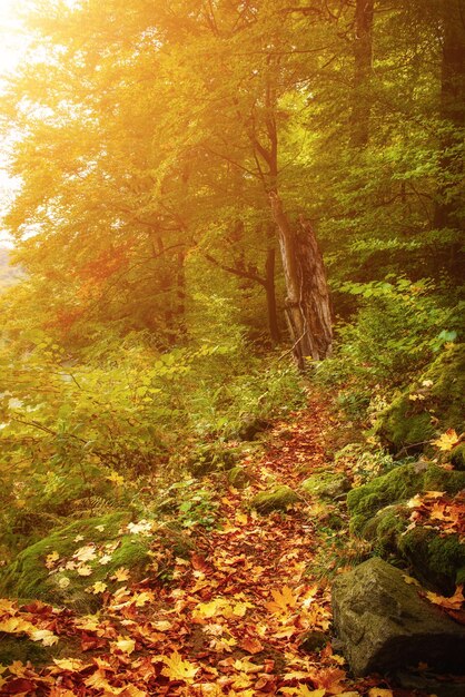 Hermoso paisaje otoñal soleado con hojas de arce rojo seco caído, camino a través del bosque y árboles verdes