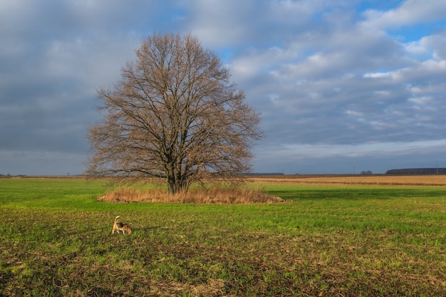 Hermoso paisaje otoñal con una vista de un roble con follaje amarillo en un campo verde en la mañana