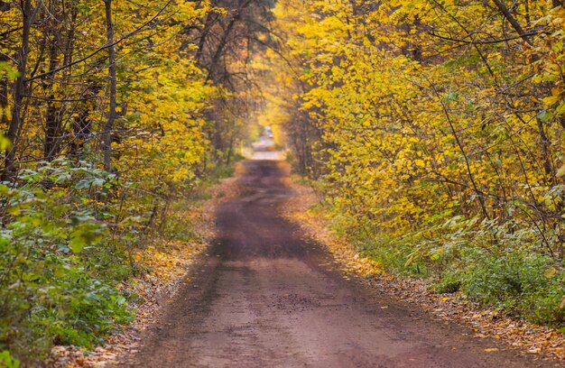 Hermoso paisaje de otoño con carretera Bosque de otoño