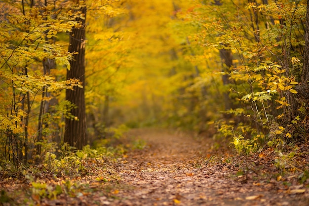 Hermoso paisaje de otoño soleado con hojas secas caídas