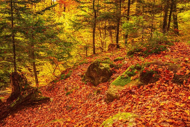 Hermoso paisaje de otoño vintage con hojas de arce rojas secas caídas en el bosque de hayas