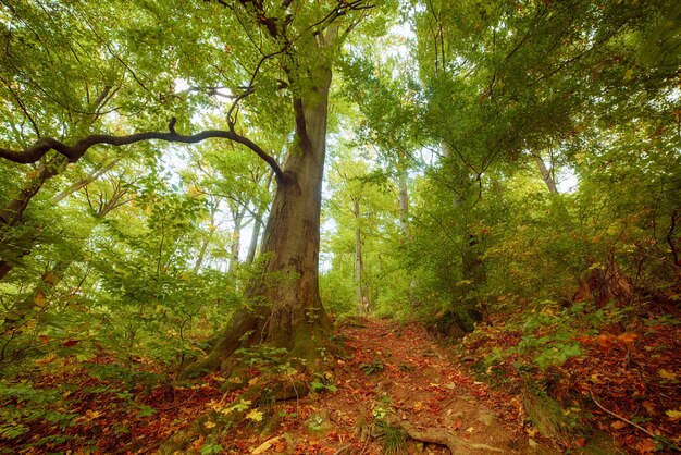 Hermoso paisaje de otoño vintage con hojas de arce rojas secas caídas y hayas verdes