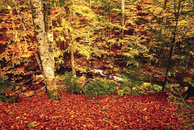 Hermoso paisaje de otoño vintage con hojas rojas secas caídas en el bosque de hayas