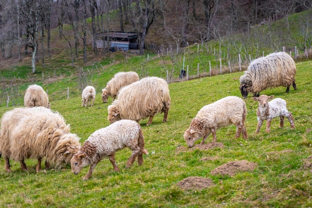 Hermoso paisaje con ovejas adultas junto a pequeños corderos comiendo hierba en la montaña Adarra del País Vasco