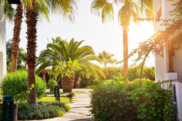 Hermoso paisaje de palmeras y sendero para caminar en un hotel en egipto