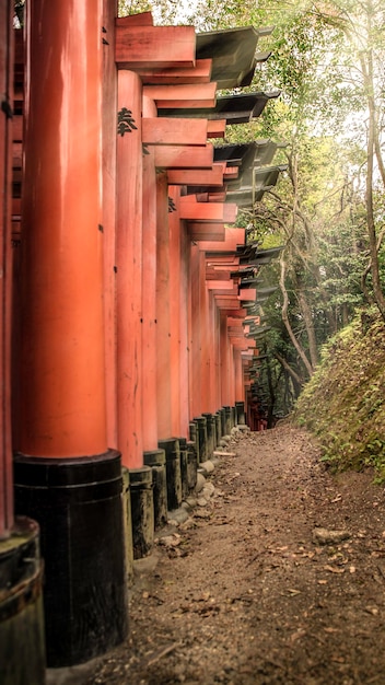 Hermoso paisaje panorámico con luz solar con puertas tori rojas en el famoso santuario Fushimi Inari Taisha. Los rayos del sol brillan a través del camino japonés del santuario con arquitectura tradicional