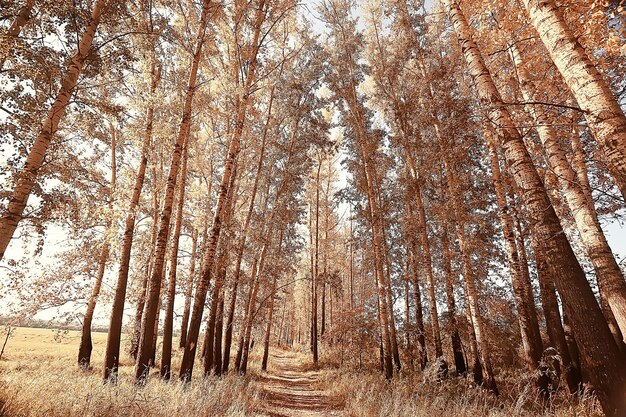 hermoso paisaje del parque otoñal / bosque, árboles en follaje amarillo, paisaje otoñal, caída de hojas