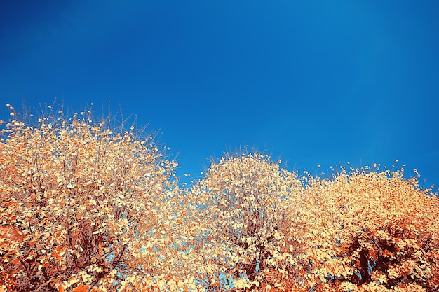 hermoso paisaje del parque otoñal / bosque, árboles en follaje amarillo, paisaje otoñal, caída de hojas