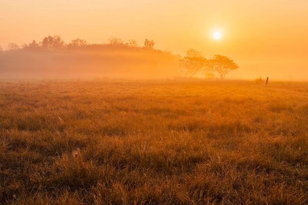 Hermoso paisaje con pastizales y sol en la mañana