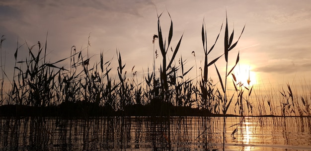 Hermoso paisaje pintoresco de un lago de verano con juncos con superficie de aguas tranquilas en un atardecer dorado