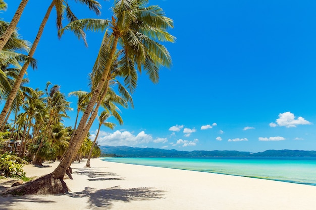 Hermoso paisaje de playa tropical Cocoteros mar velero y arena blanca