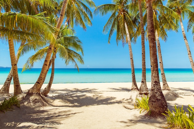 Hermoso paisaje de playa tropical Cocoteros mar velero y arena blanca