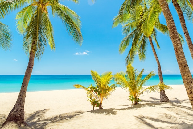 Hermoso paisaje de playa tropical Cocoteros mar velero y arena blanca