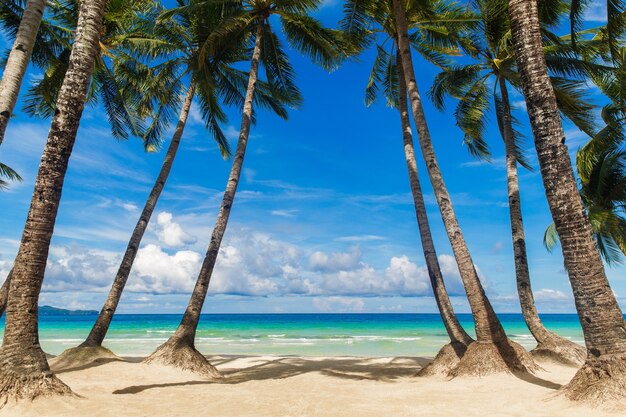 Hermoso paisaje de playa tropical en la isla de Boracay, Filipinas. Cocoteros, mar, velero y arena blanca. Vista de la naturaleza. Concepto de vacaciones de verano.