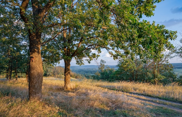 Hermoso paisaje de prados verdes y bosque de verano