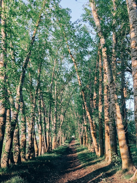 Hermoso paisaje de primavera con árboles