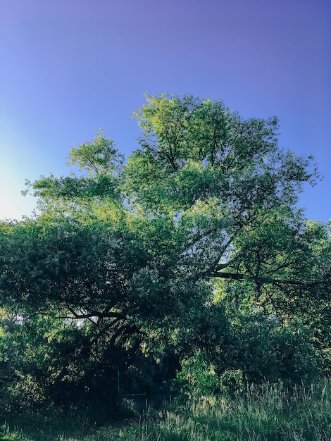 Hermoso paisaje de primavera con árboles