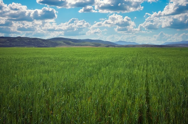 Hermoso paisaje primaveral con campo verde y cielo azul nublado