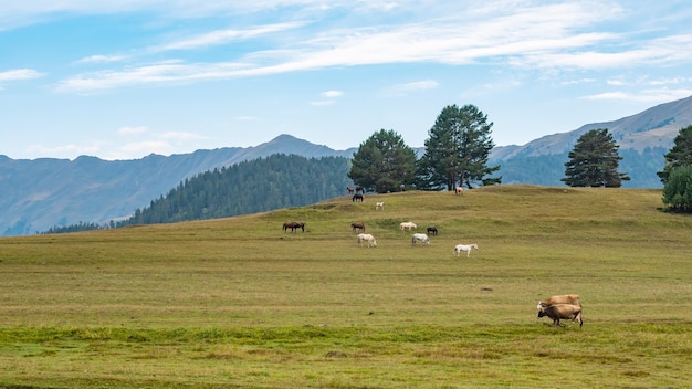 Hermoso paisaje de la región montañosa de Georgia, Tusheti. Viajar