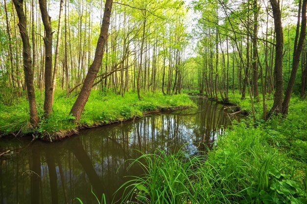 Hermoso paisaje con un río en el bosque. Ramas de árboles caídos en el río. Composición de la naturaleza.