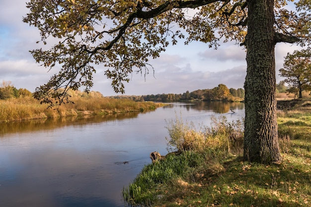 Hermoso paisaje en robledal con ramas torpes cerca del río en otoño dorado