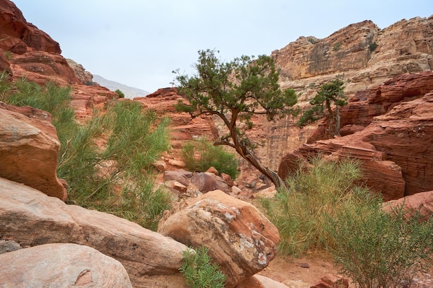 Hermoso paisaje con rocas de jengibre, plantas verdes de primavera y árboles en Petra Jordania Designación de Oriente Medio como Patrimonio de la Humanidad por la UNESCO Paisaje del planeta rojo Marte