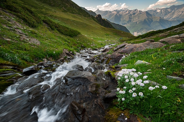 Hermoso paisaje con rocas de río rápido, flores y altas montañas en el fondo