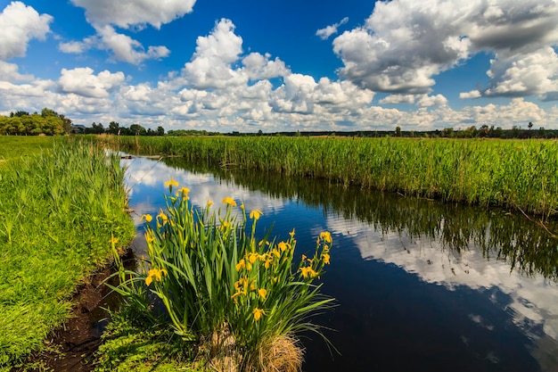 Hermoso paisaje rural con río y flores.