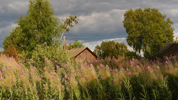 Hermoso paisaje rústico de verano viejas casas de troncos de madera región de Vologda