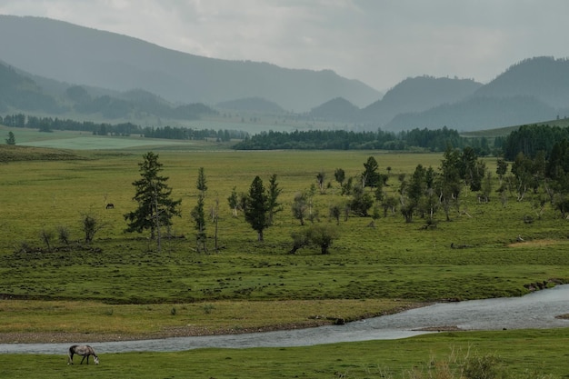 Un hermoso paisaje siberiano con un río sobre un fondo de montañas en la República de Altai